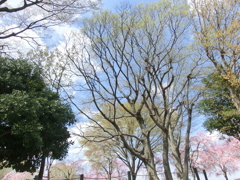 尾久の原公園の欅白柳の芽ぶきと枝垂桜