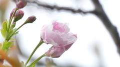 漸くさいてきた里ザクラの泰山府君