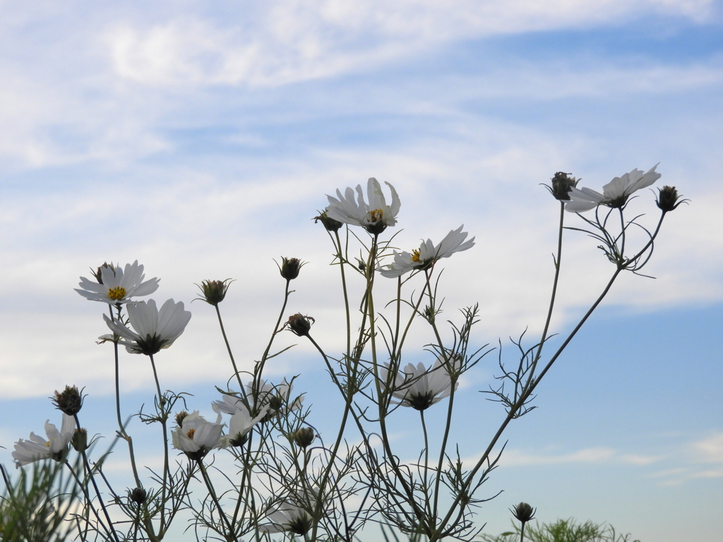 町屋の白いコスモスと隅田川上空の雲
