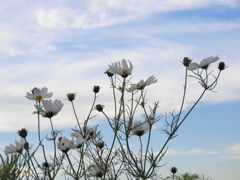 町屋の白いコスモスと隅田川上空の雲