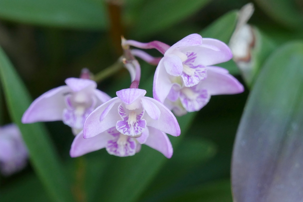 デンドロビウム・キンギアナム
