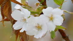 里ザクラの駿河台匂が咲き始めた。