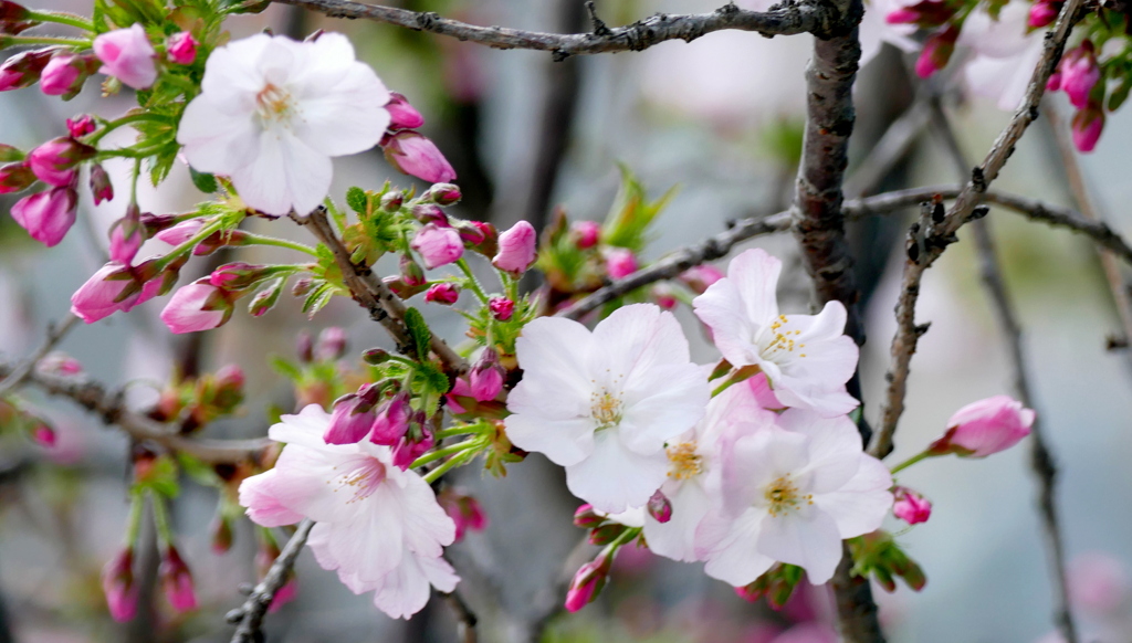里ザクラの千里香