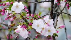 里ザクラの千里香