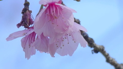 まだ咲いている