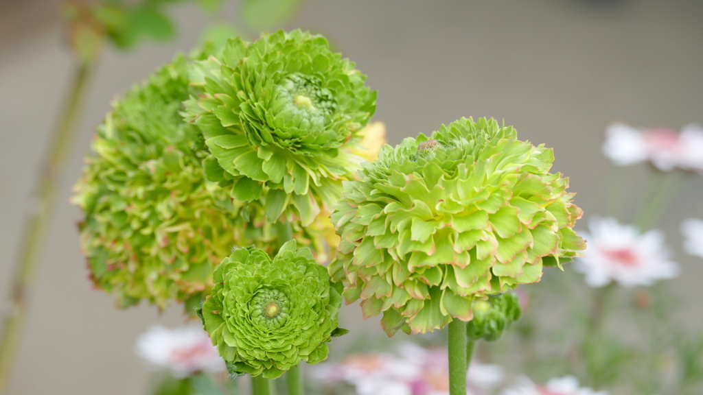 青いラナンキュラス