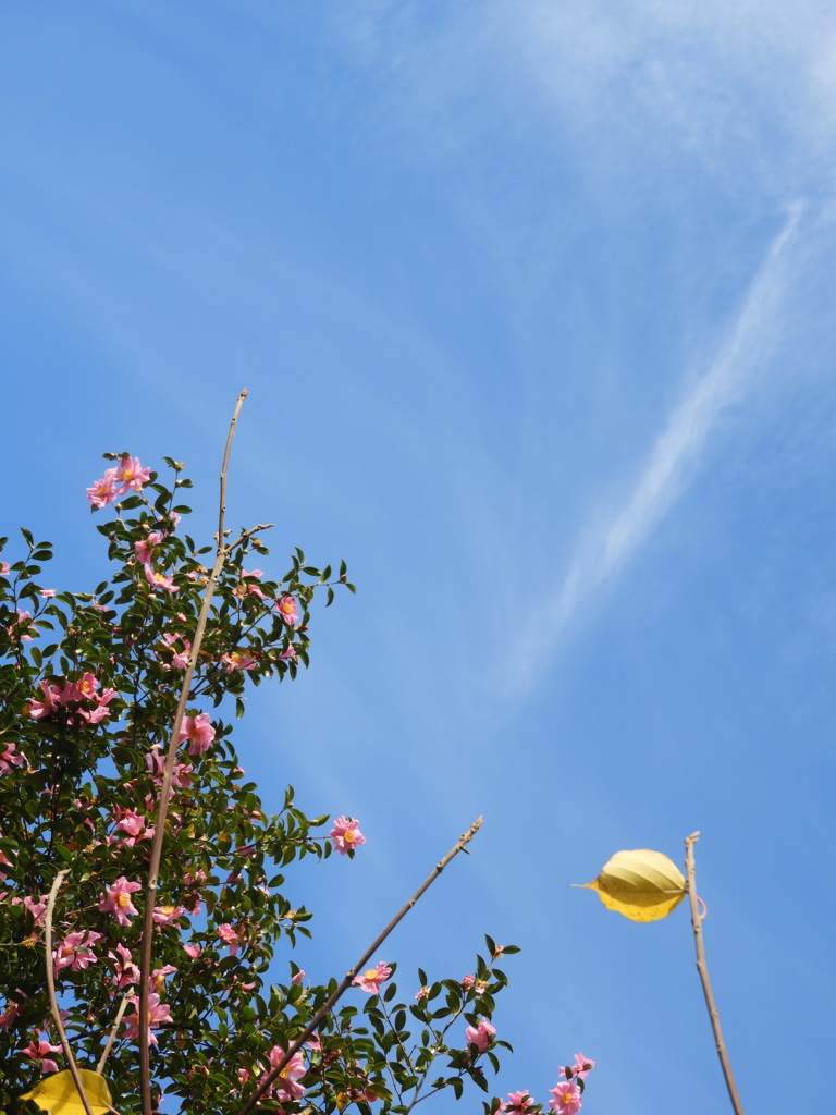 大きな山茶花と秋の高い空