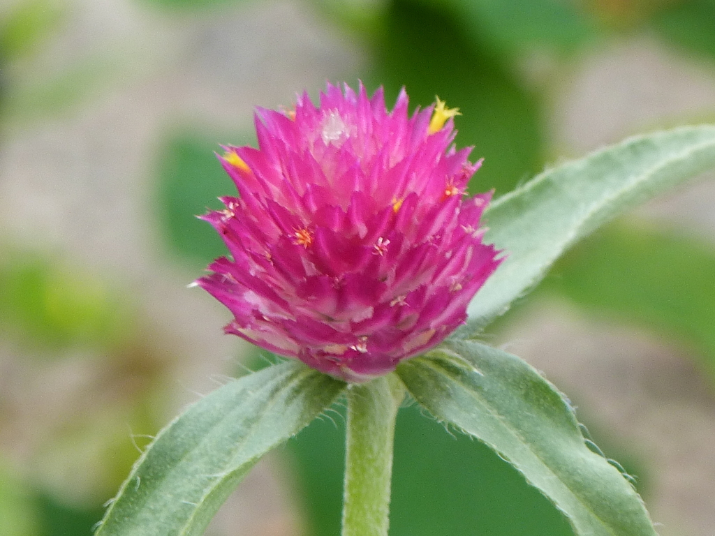 月隈公園近くの民家の千日紅