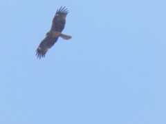 隅田川上空の鳶