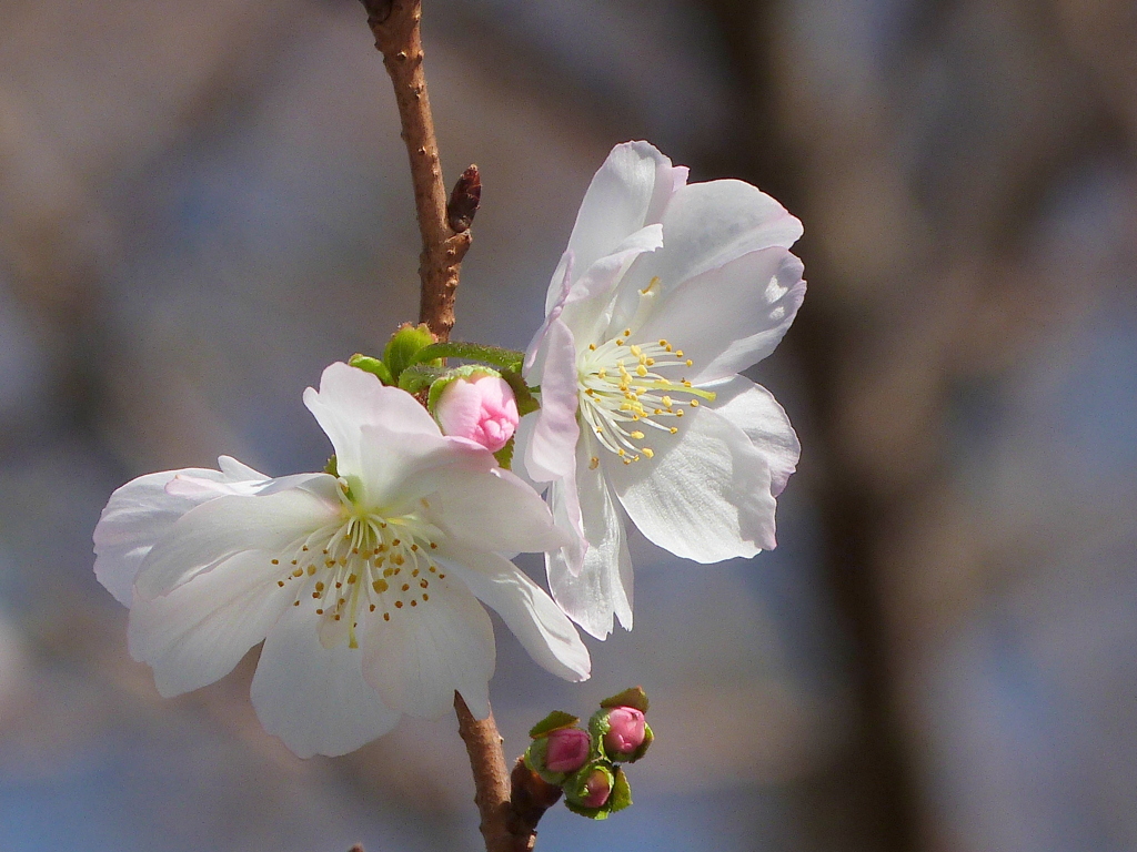 荒川自然公園の十月桜
