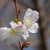 荒川自然公園の十月桜