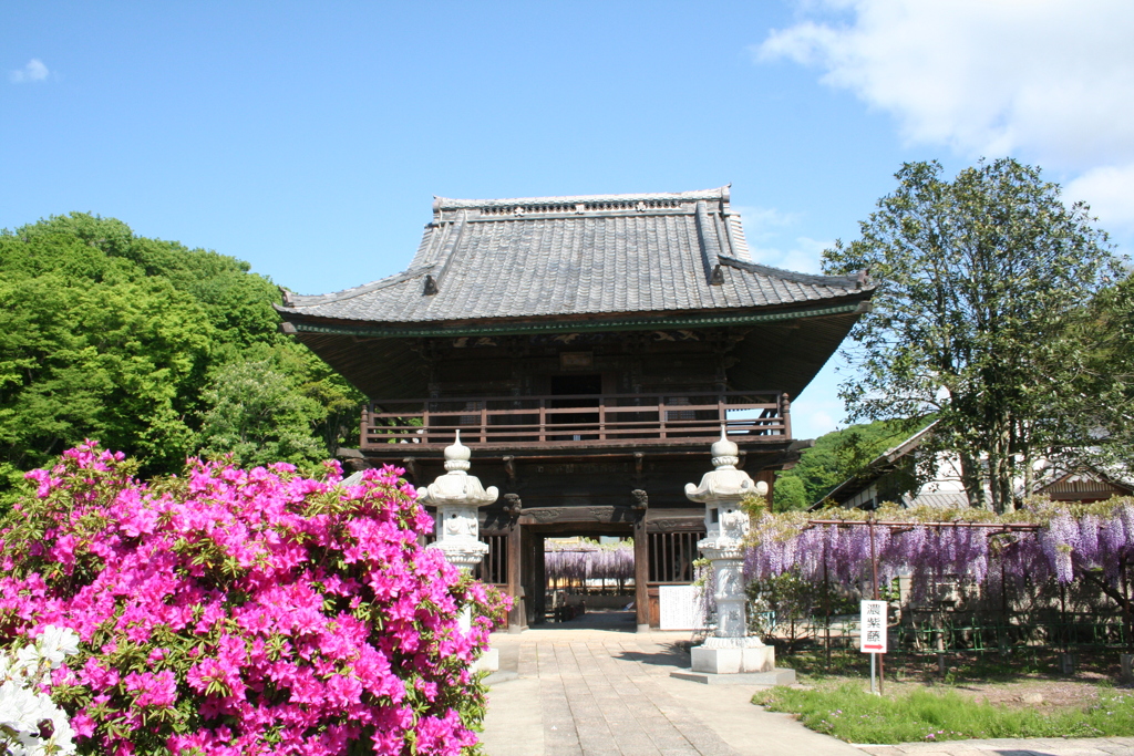 美里町の長泉寺（骨波田の藤）