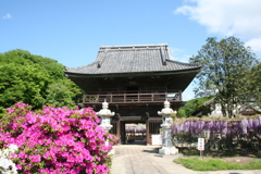 美里町の長泉寺（骨波田の藤）