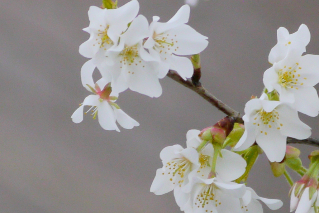 蕊が梨の花に似た絞りのある変わった山桜