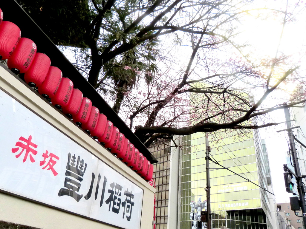 豊川稲荷のオオカンザクラ