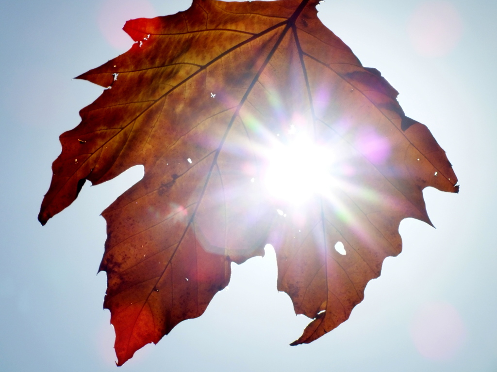 逆光のプラタナス