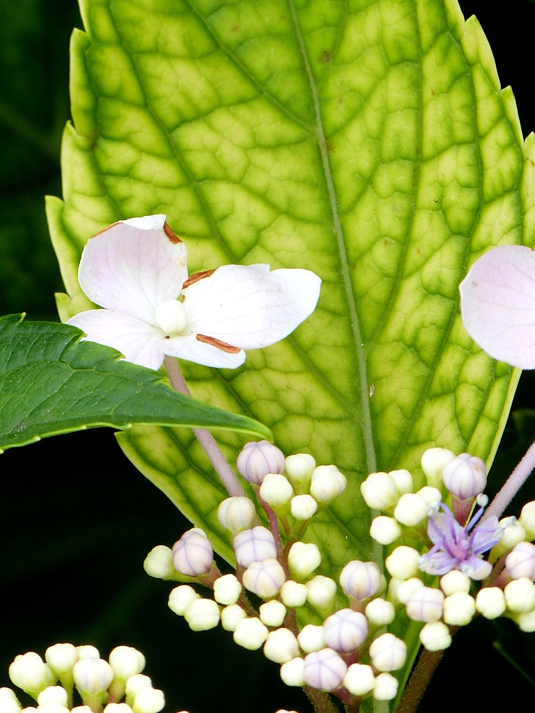 がく紫陽花のがくと花