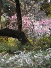 旧古川庭園の風景