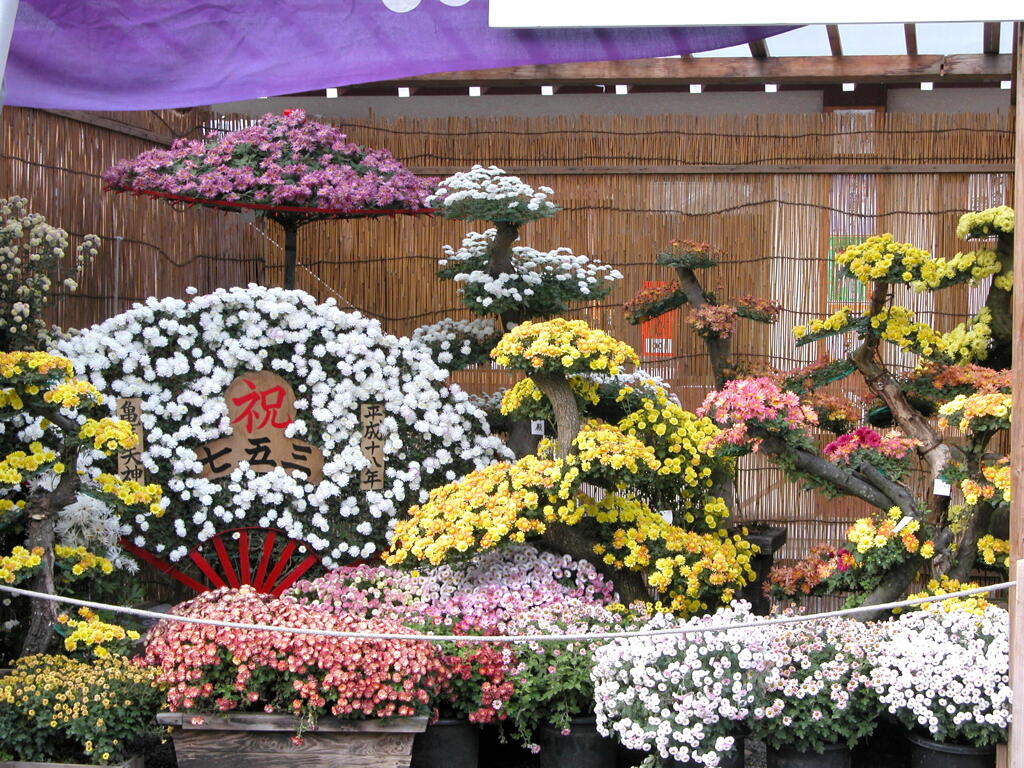 亀戸天神の菊まつりの小菊盆栽