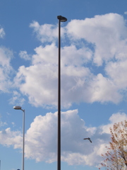 尾竹橋から隅田川上の積雲群