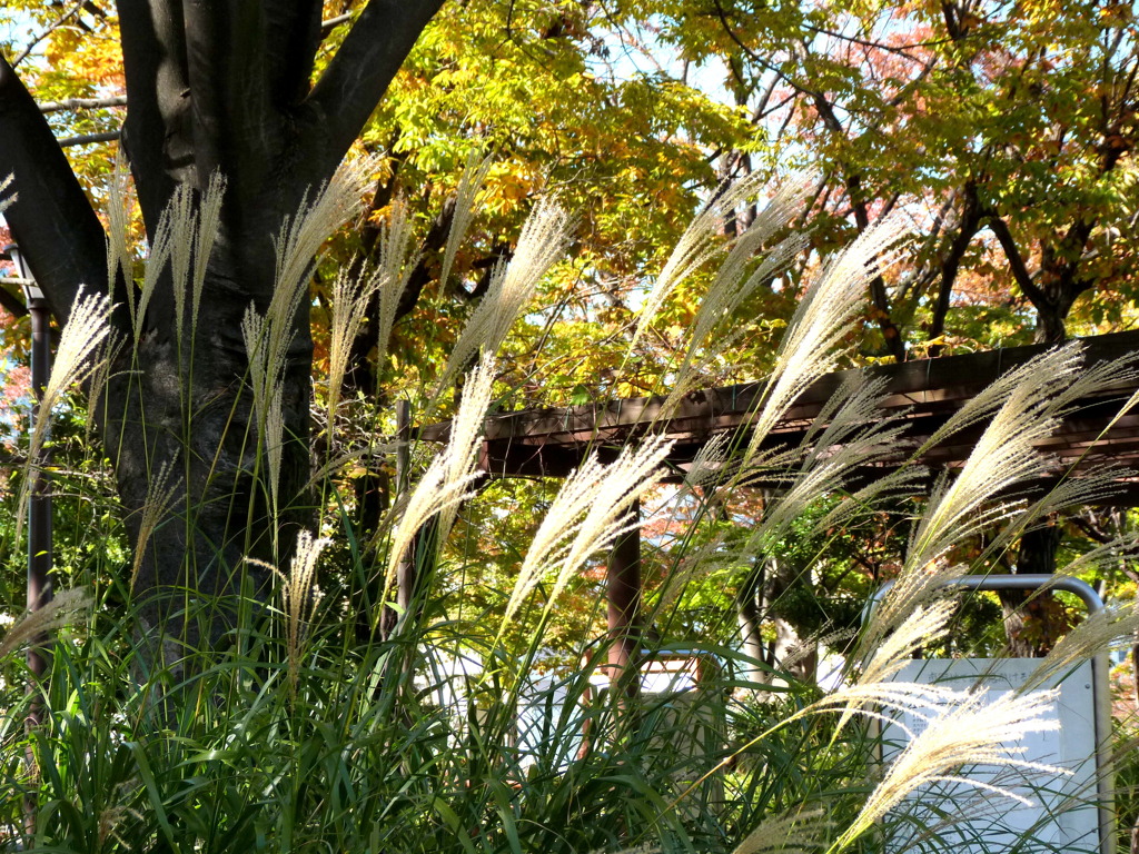 荒川自然公園の秋
