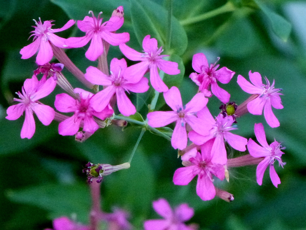 ムシトリナデシコ