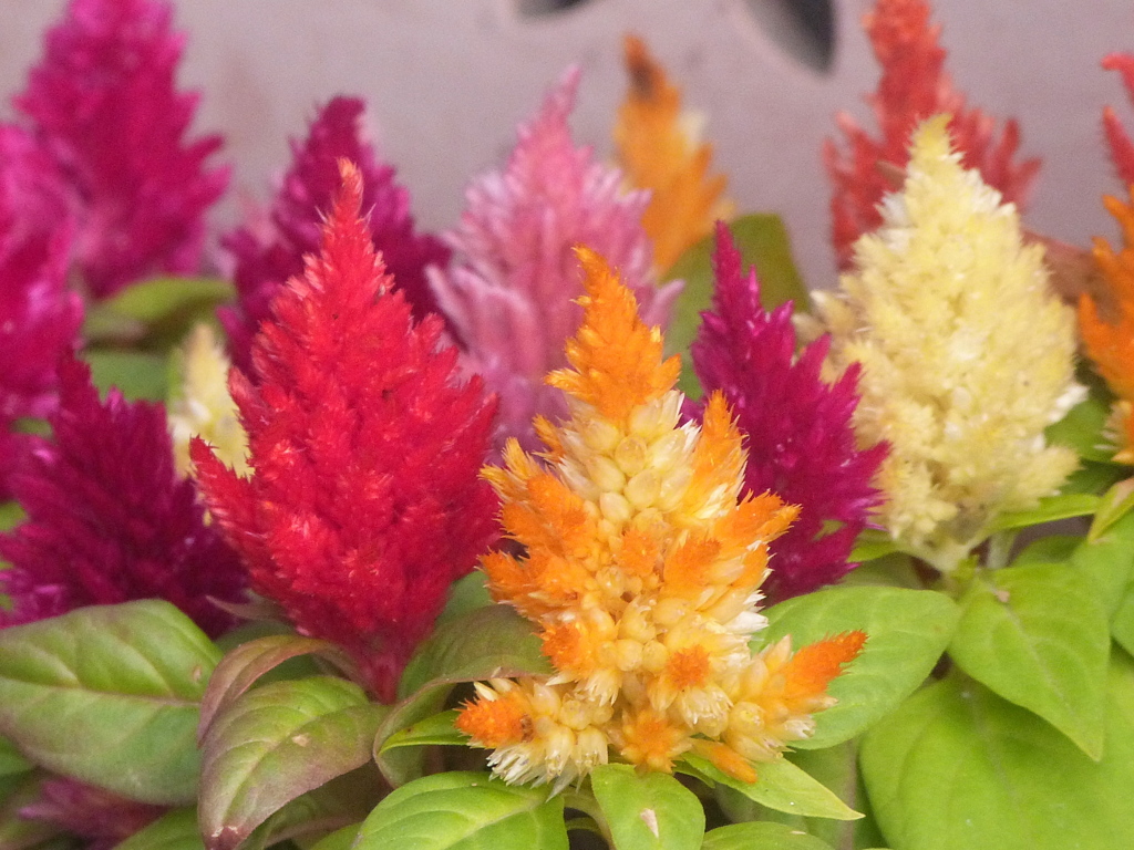 ウモウゲイトウ・プルモサ