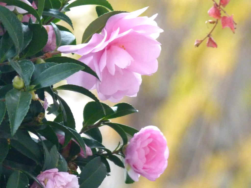 乙女山茶花