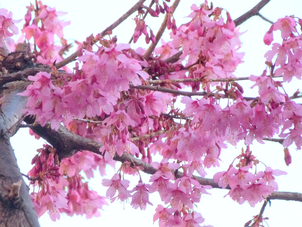 沿道に咲いてた早朝満開のおかめ桜