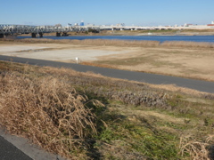 金八荒川土手から対岸の小菅駅のスカイツリーライン鉄橋