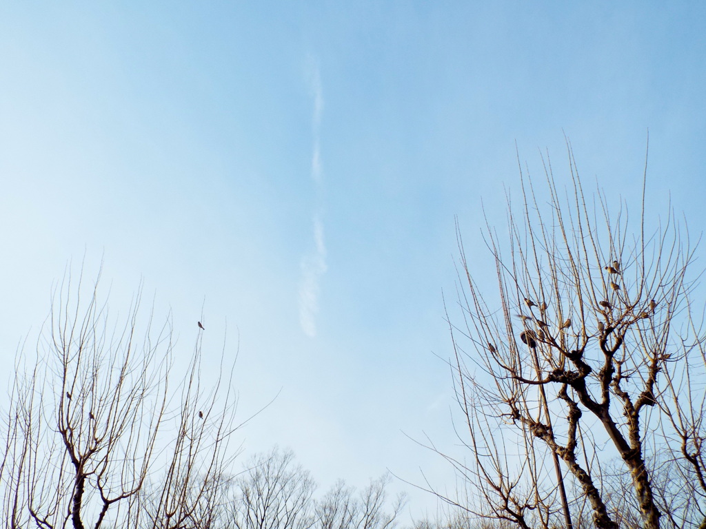 千住尾竹橋通りの唐楓の子の雀の寄り合いと白い飛行機雲