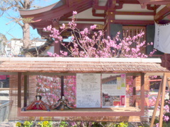 南千住の素戔嗚神社のお雛さん