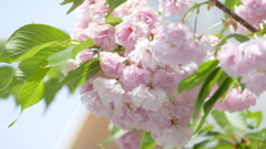 花期の長ーい里ザクラ一葉