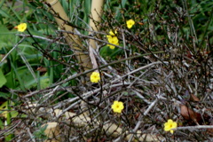 柳原千草園の少し咲いていた黄梅