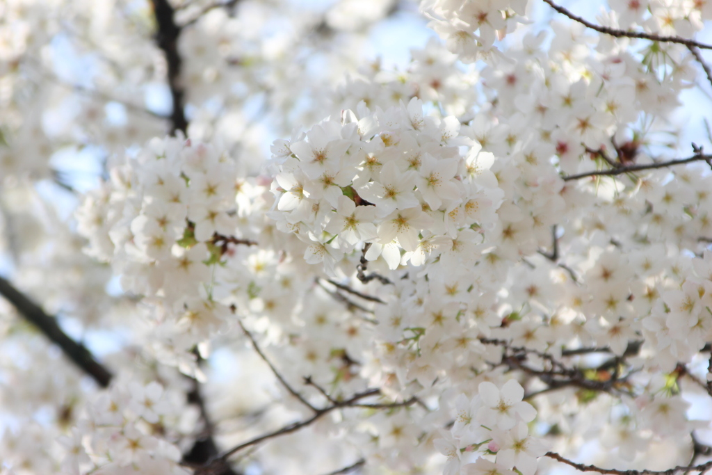 オオカンザクラの片親の花序特徴が出てますね大島桜