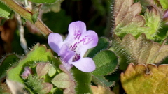 荒川河川敷のかんとりそう