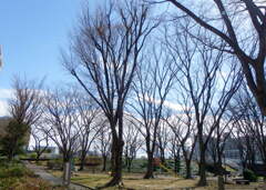 尾竹橋公園欅の森から千住桜木ワンドの空