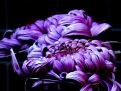 厚物菊のコラージュ