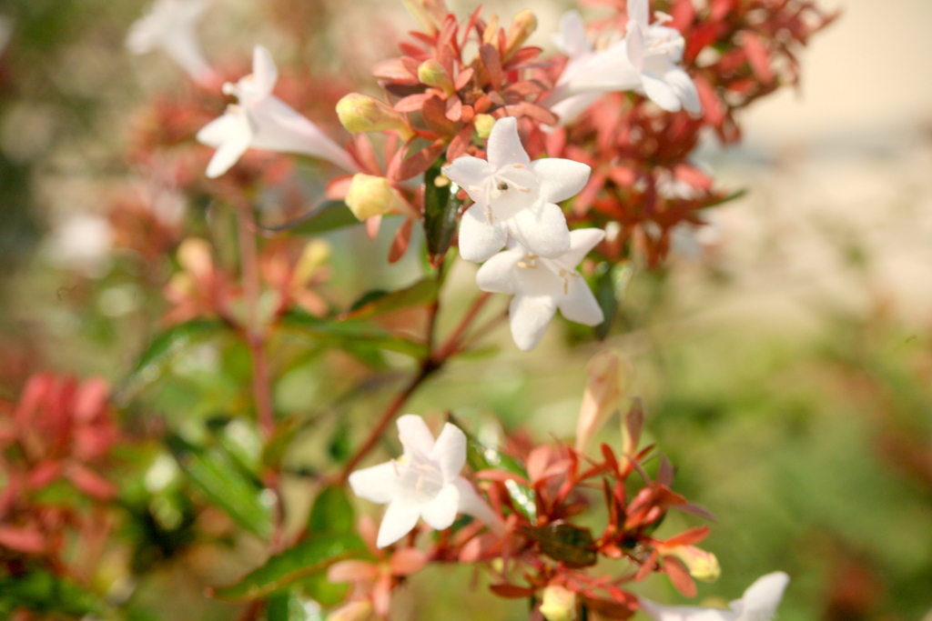 公園のハナゾノツクバネウツギ