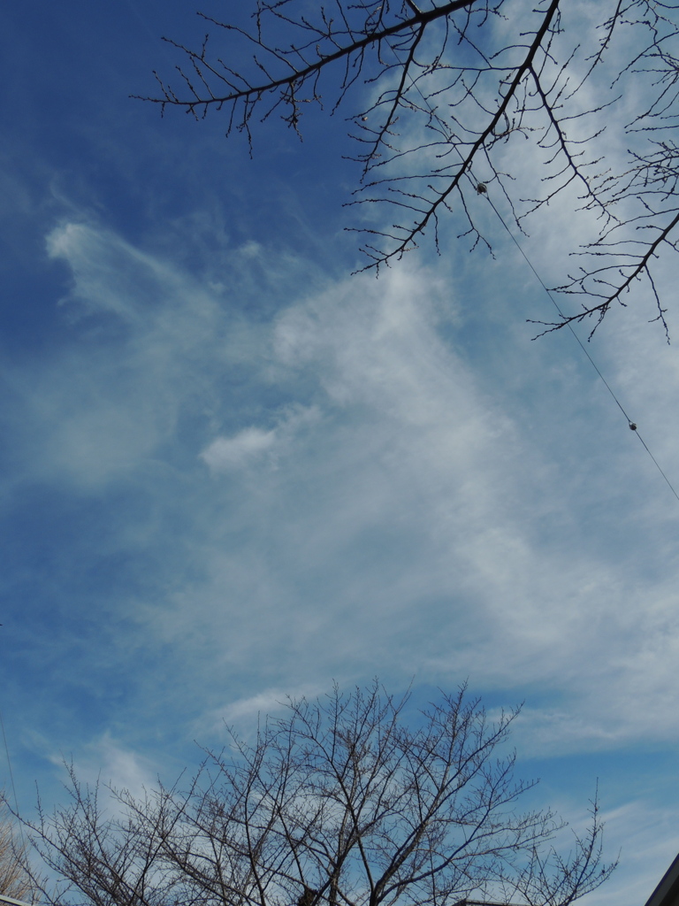 ’２３新春の千住桜木のソメイヨシノの空