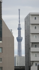 千駄木白蛇坂の東京スカイツリー