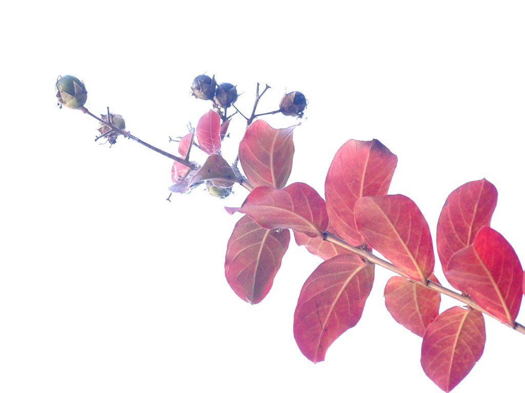 秋の百日紅