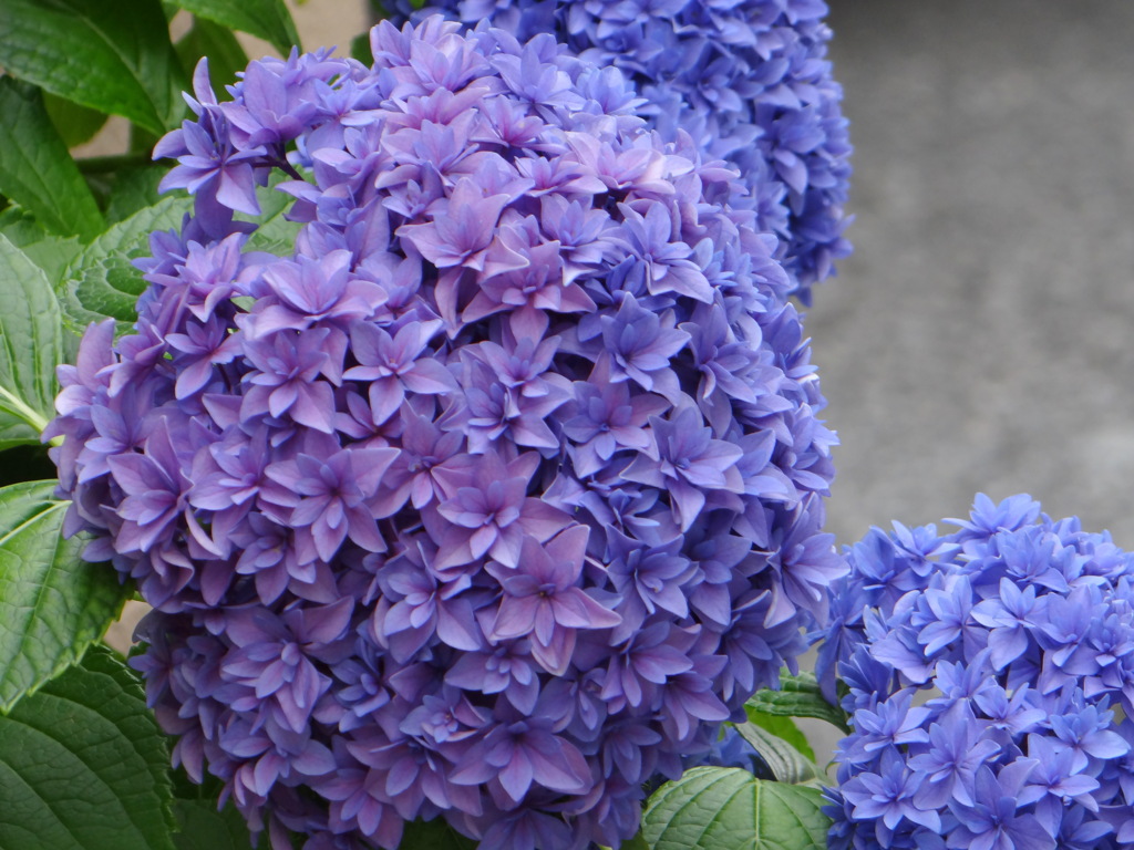 千住の青紫の紫陽花