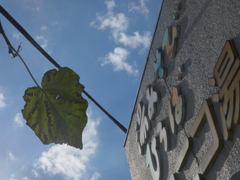 千住ニコニコ湯の青桐の葉っぱと