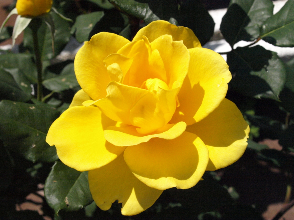 薔薇・ヘンリー フォンダ