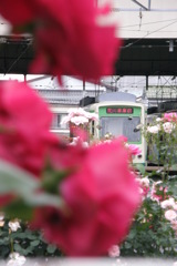 都電荒川線と薔薇のいろいろ４