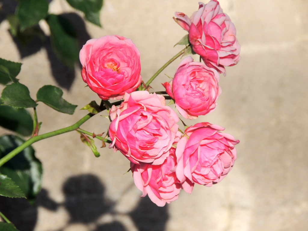 荒川自然公園の薔薇・ボンボネッラ