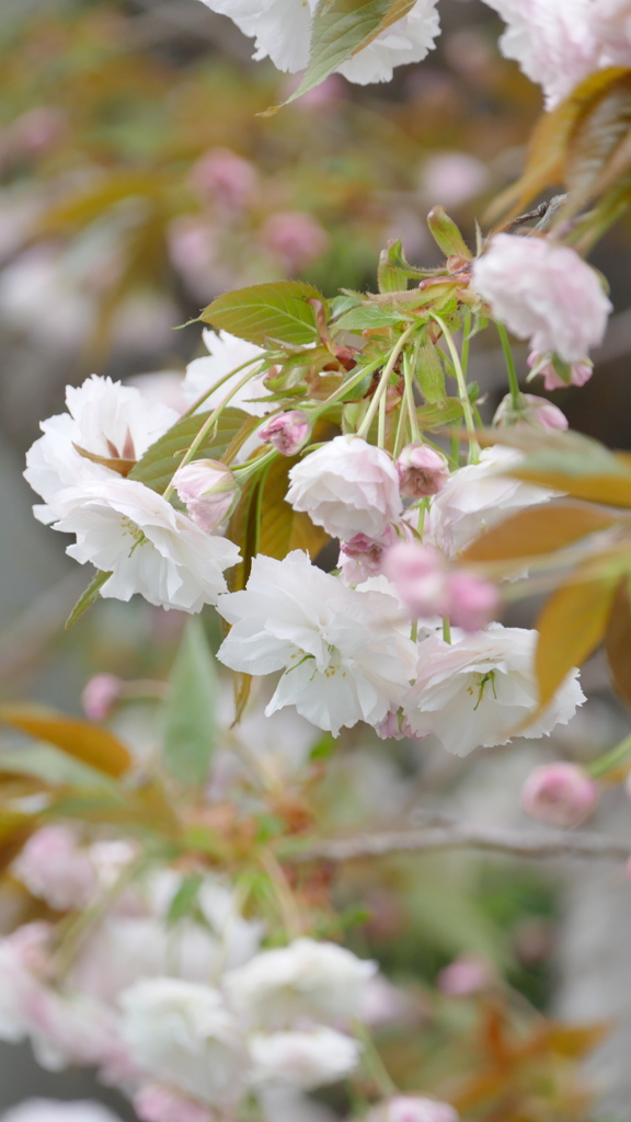 路地裏に里ザクラの普賢象