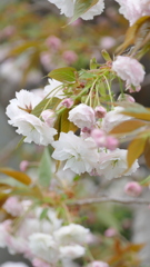 路地裏に里ザクラの普賢象