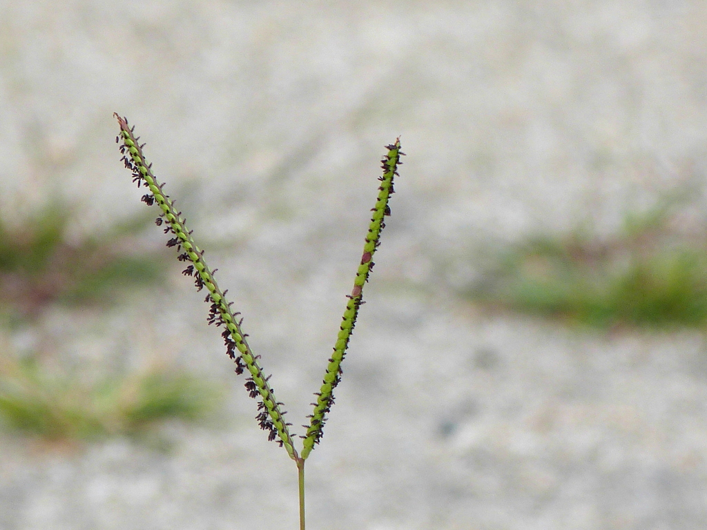 アメリカスズメノヒエ by NEBUKO （ID：11340333） 写真共有サイトPHOTOHITO